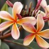 _frangipani-g0f5923c45_1280-0