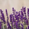 _lavenders-6382337_1280