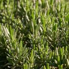 herb-7139684_1280_140x140_adaptiveResize