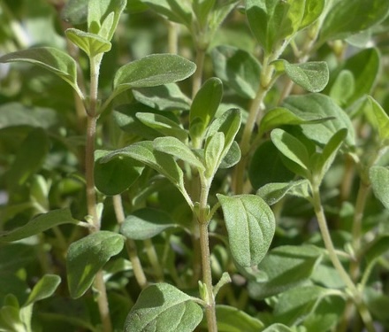 marjoram-115383_640