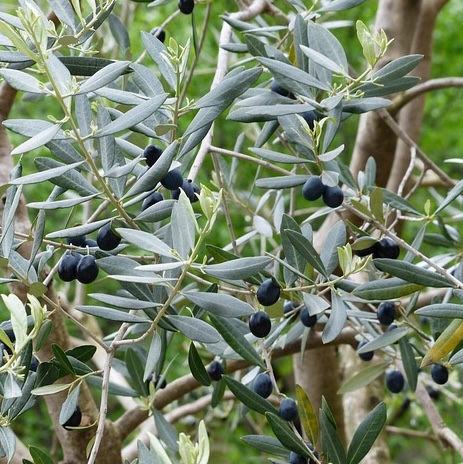 olives-357852_640
