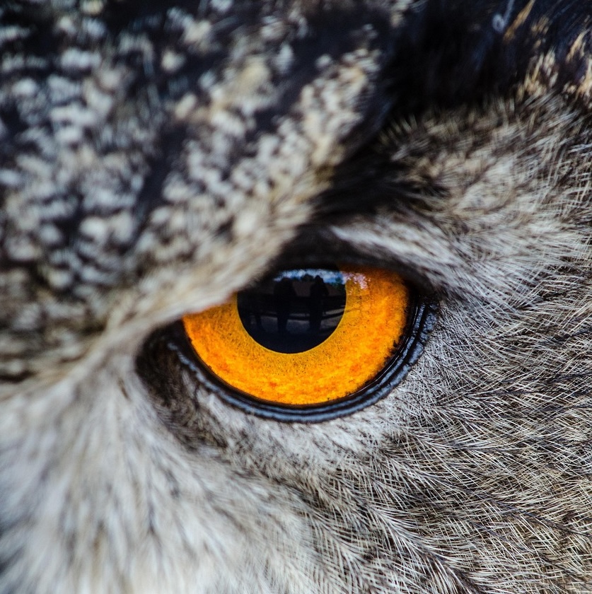 owl-1853021_1280