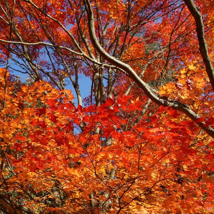 wonderful-4548059_1280